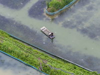 A crab farmer is performing daily management tasks such as increasing oxygen, fetching water, and feeding at a hairy crab ecological breedin...