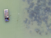 A crab farmer is performing daily management tasks such as increasing oxygen, fetching water, and feeding at a hairy crab ecological breedin...