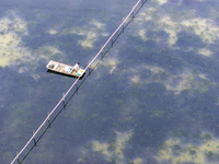 A crab farmer is performing daily management tasks such as increasing oxygen, fetching water, and feeding at a hairy crab ecological breedin...