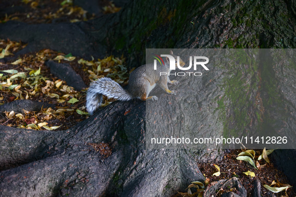 An eastern grey squirrel in Cantral Park in Manhattan, New York City, United States of America on July 6th, 2024. 