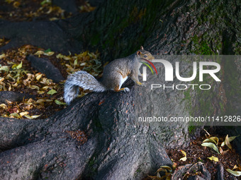 An eastern grey squirrel in Cantral Park in Manhattan, New York City, United States of America on July 6th, 2024. (