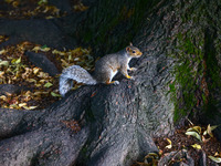 An eastern grey squirrel in Cantral Park in Manhattan, New York City, United States of America on July 6th, 2024. (