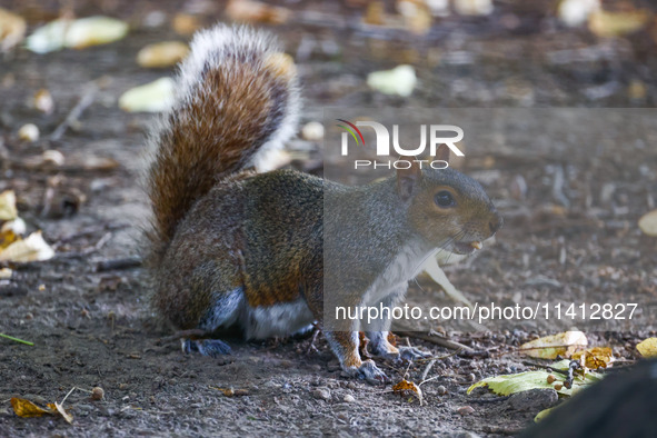 An eastern grey squirrel in Cantral Park in Manhattan, New York City, United States of America on July 6th, 2024. 