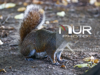 An eastern grey squirrel in Cantral Park in Manhattan, New York City, United States of America on July 6th, 2024. (