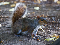 An eastern grey squirrel in Cantral Park in Manhattan, New York City, United States of America on July 6th, 2024. (