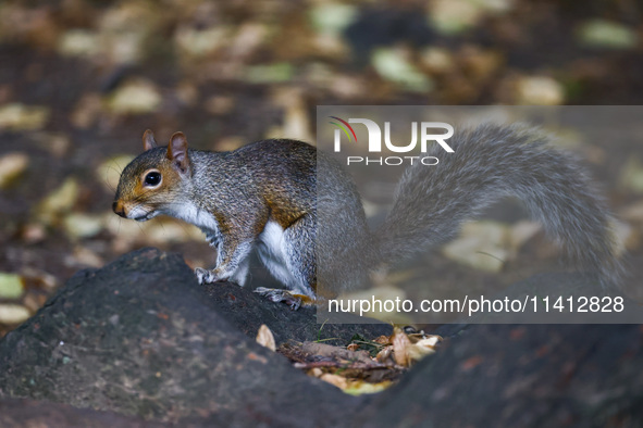 An eastern grey squirrel in Cantral Park in Manhattan, New York City, United States of America on July 6th, 2024. 