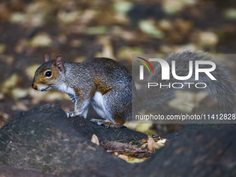 An eastern grey squirrel in Cantral Park in Manhattan, New York City, United States of America on July 6th, 2024. (