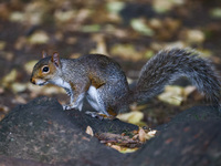 An eastern grey squirrel in Cantral Park in Manhattan, New York City, United States of America on July 6th, 2024. (