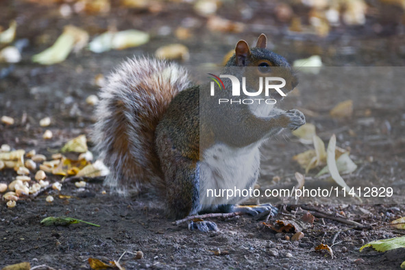 An eastern grey squirrel in Cantral Park in Manhattan, New York City, United States of America on July 6th, 2024. 