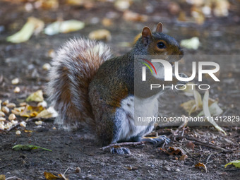 An eastern grey squirrel in Cantral Park in Manhattan, New York City, United States of America on July 6th, 2024. (