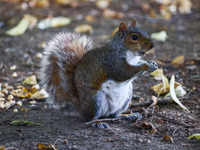 An eastern grey squirrel in Cantral Park in Manhattan, New York City, United States of America on July 6th, 2024. (