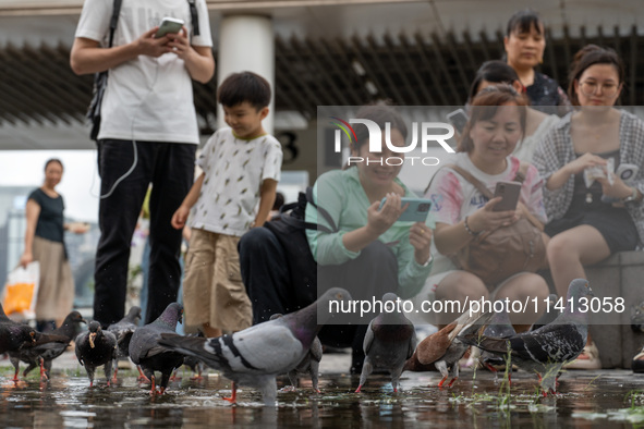 People are looking at pigeons in Hong Kong, on July 16, 2024. 