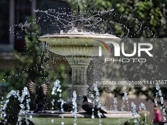 Pigeons are staying by a fountain on a hot summer day in Odesa, Ukraine, on July 13, 2024. NO USE RUSSIA. NO USE BELARUS. (