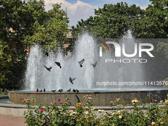 Pigeons are staying by a fountain on a hot summer day in Odesa, Ukraine, on July 13, 2024. NO USE RUSSIA. NO USE BELARUS. (