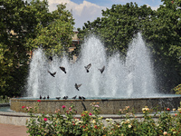 Pigeons are staying by a fountain on a hot summer day in Odesa, Ukraine, on July 13, 2024. NO USE RUSSIA. NO USE BELARUS. (