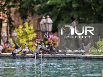 Pigeons are staying by a fountain on a hot summer day in Odesa, Ukraine, on July 13, 2024. NO USE RUSSIA. NO USE BELARUS. (