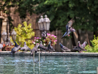 Pigeons are staying by a fountain on a hot summer day in Odesa, Ukraine, on July 13, 2024. NO USE RUSSIA. NO USE BELARUS. (