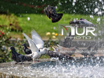 Pigeons are staying by a fountain on a hot summer day in Odesa, Ukraine, on July 13, 2024. NO USE RUSSIA. NO USE BELARUS. (