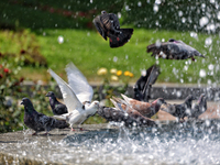 Pigeons are staying by a fountain on a hot summer day in Odesa, Ukraine, on July 13, 2024. NO USE RUSSIA. NO USE BELARUS. (