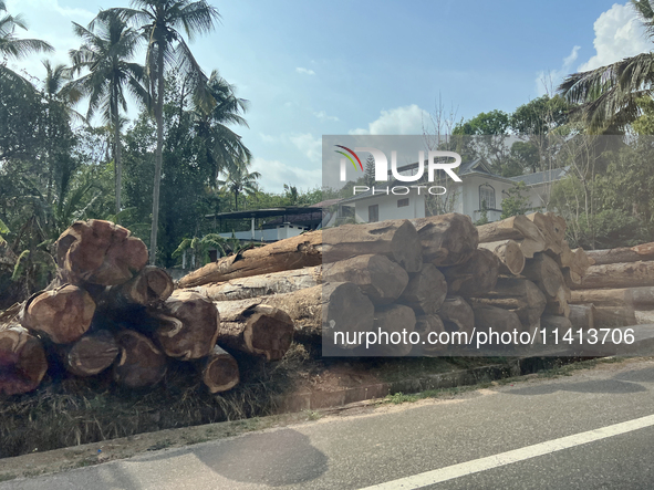 Harvested wood is being stacked along the roadside in Punalur, Kerala, India, on April 04, 2024. 