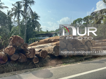 Harvested wood is being stacked along the roadside in Punalur, Kerala, India, on April 04, 2024. (