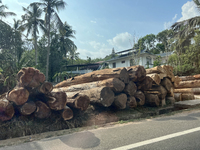 Harvested wood is being stacked along the roadside in Punalur, Kerala, India, on April 04, 2024. (