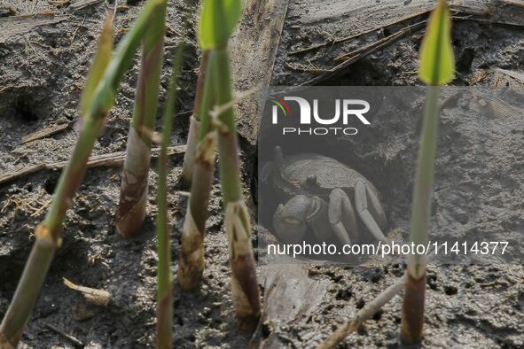 A Ghost Crab is making a cave for its habitat at Ramsar Wetland in Suncheon Bay, South Korea. 