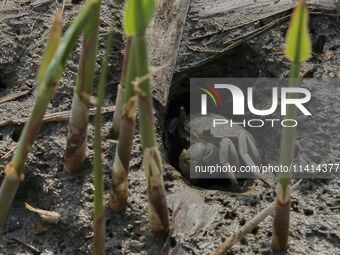 A Ghost Crab is making a cave for its habitat at Ramsar Wetland in Suncheon Bay, South Korea. (