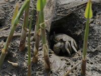 A Ghost Crab is making a cave for its habitat at Ramsar Wetland in Suncheon Bay, South Korea. (