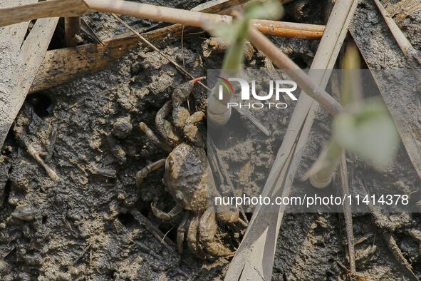 A Ghost Crab is making a cave for its habitat at Ramsar Wetland in Suncheon Bay, South Korea. 