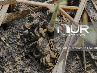 A Ghost Crab is making a cave for its habitat at Ramsar Wetland in Suncheon Bay, South Korea. (