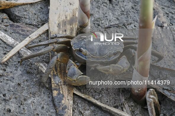 A Ghost Crab is feeding at Ramsar Wetland in Suncheon Bay, South Korea. 