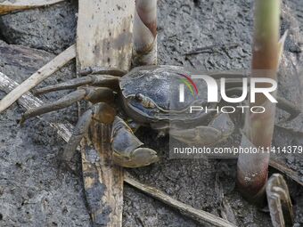 A Ghost Crab is feeding at Ramsar Wetland in Suncheon Bay, South Korea. (