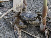 A Ghost Crab is feeding at Ramsar Wetland in Suncheon Bay, South Korea. (