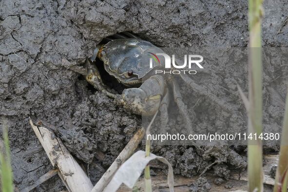 A Ghost Crab is making a cave for its habitat at Ramsar Wetland in Suncheon Bay, South Korea. 