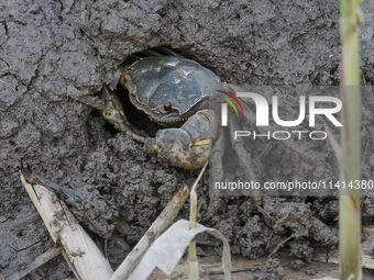 A Ghost Crab is making a cave for its habitat at Ramsar Wetland in Suncheon Bay, South Korea. (