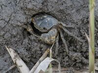 A Ghost Crab is making a cave for its habitat at Ramsar Wetland in Suncheon Bay, South Korea. (