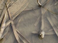 A general view is showing Hoppfish at Ramsar Wetland in Suncheon Bay, South Korea. (