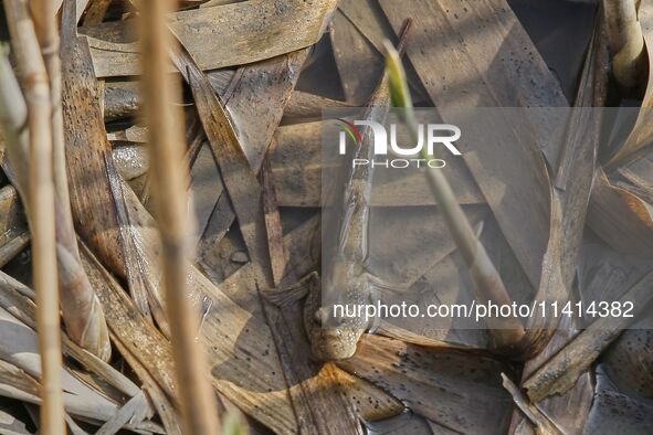 A general view is showing Hoppfish at Ramsar Wetland in Suncheon Bay, South Korea. 