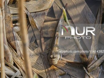 A general view is showing Hoppfish at Ramsar Wetland in Suncheon Bay, South Korea. (