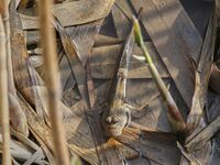 A general view is showing Hoppfish at Ramsar Wetland in Suncheon Bay, South Korea. (