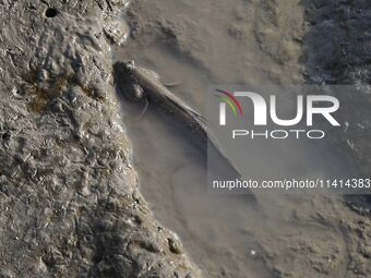 A general view is showing Hoppfish at Ramsar Wetland in Suncheon Bay, South Korea. (