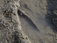 A general view is showing Hoppfish at Ramsar Wetland in Suncheon Bay, South Korea. (