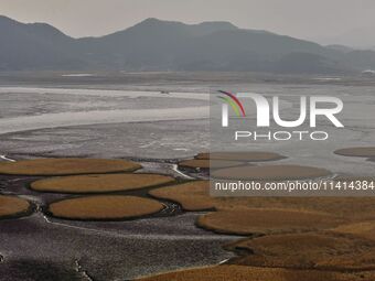 A general view is showing Ramsar Wetland in Suncheon Bay, South Korea. (