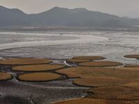 A general view is showing Ramsar Wetland in Suncheon Bay, South Korea. (