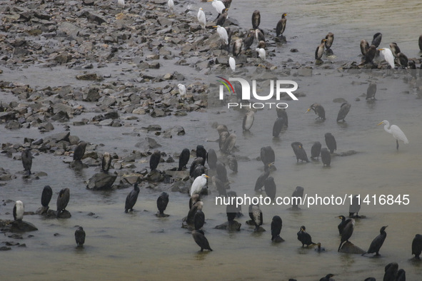 Shags and white herons are living around the dam and are starting to migrate to the riverbank as they begin to disperse in Daejeon, South Ko...