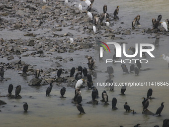 Shags and white herons are living around the dam and are starting to migrate to the riverbank as they begin to disperse in Daejeon, South Ko...