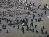 Shags and white herons are living around the dam and are starting to migrate to the riverbank as they begin to disperse in Daejeon, South Ko...