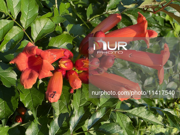 Flowers are growing in Toronto, Ontario, Canada, on July 16, 2024. 