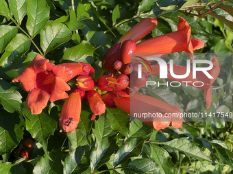 Flowers are growing in Toronto, Ontario, Canada, on July 16, 2024. (